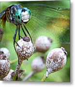 What Are You Looking At Metal Print