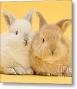 White And Sandy Rabbits Metal Print