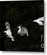 White-breasted Nuthatch Metal Print