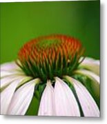 White Coneflower Metal Print