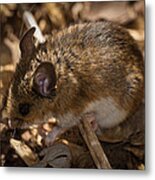 White-footed Mouse Metal Print