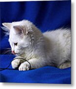 White Kitty On Blue Metal Print
