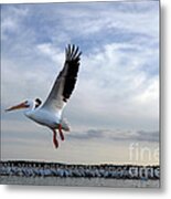 White Pelican Flying Over Island Metal Print