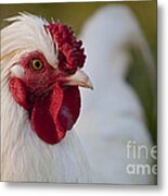 White Rooster Metal Print