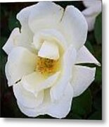 White Rose Metal Print