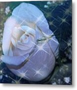 White Rose Metal Print