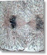 Whitefish Cell In Telophase, Lm Metal Print