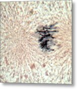 Whitefish Cells, Prophase, Lm Metal Print