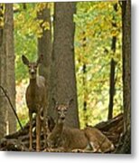 Whitetail And Autumn Woods 0158 Metal Print