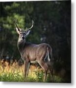 Whitetail Buck In Ponca Wilderness Metal Print