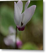 Wild Cyclamen Metal Print