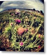 #wild #flower #poudre #trail #summer Metal Print