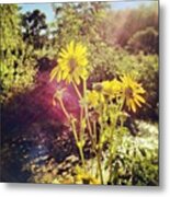 Wild Flower Sun #viroqua #driftless Metal Print