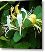 Wild Honeysuckle Vine Metal Print