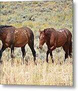 Wild Horse Trio - White Mountain Herd Metal Print