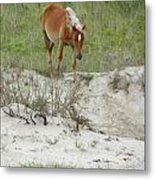 Wild Spanish Mustang Of The Outer Banks Of North Carolina Metal Print