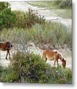 Wild Spanish Mustangs Of The Outer Banks Of North Carolina Metal Print