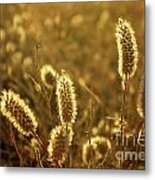 Wild Spikes Metal Print