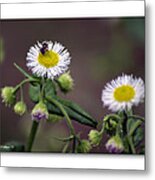 Wildflower Insect Metal Print
