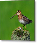 Wilson's Snipe Metal Print