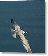 Wings Over Water Metal Print