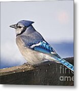 Winter Blue Jay Metal Print