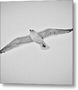 Winter Gull Metal Print