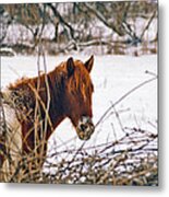 Winter Horse Landscape Metal Print