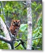 Wise Young Owl Metal Print
