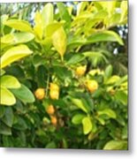 Without Filters #nature #fruits #nature Metal Print