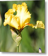 Yellow And White Iris Metal Print