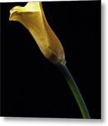 Yellow Calla Metal Print