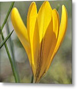 Yellow Crocus In Spring Metal Print