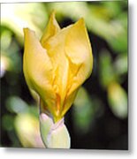 Yellow Iris Bloom Metal Print