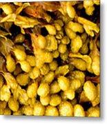 Yellow Kelp Pods Metal Print