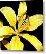 Yellow Lily By Night Metal Print