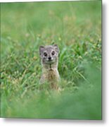 Yellow Mongoose Cynictis Penicillata Metal Print