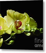 Yellow Orchids Metal Print