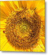 Yellow Sunflower With Ladybug - Square Format Metal Print