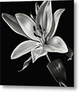 Yellow Tiger Lily In Black And White Metal Print