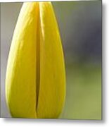 Yellow Tulip Bud Metal Print