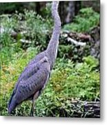 Young Great Blue Heron Metal Print