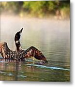 Young Loon Metal Print