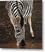 Zebra Metal Print