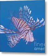 Zebra Lionfish Metal Print