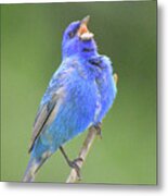 Hear The Indigo Bunting Sing Metal Print