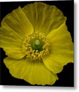 Iceland Poppy Metal Print