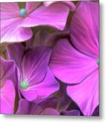 Hydrangea Florets Metal Print