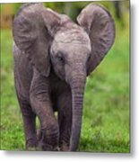 African Elephant #1 Metal Print