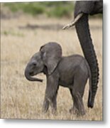 African Elephant Mother And Under 3 Metal Print